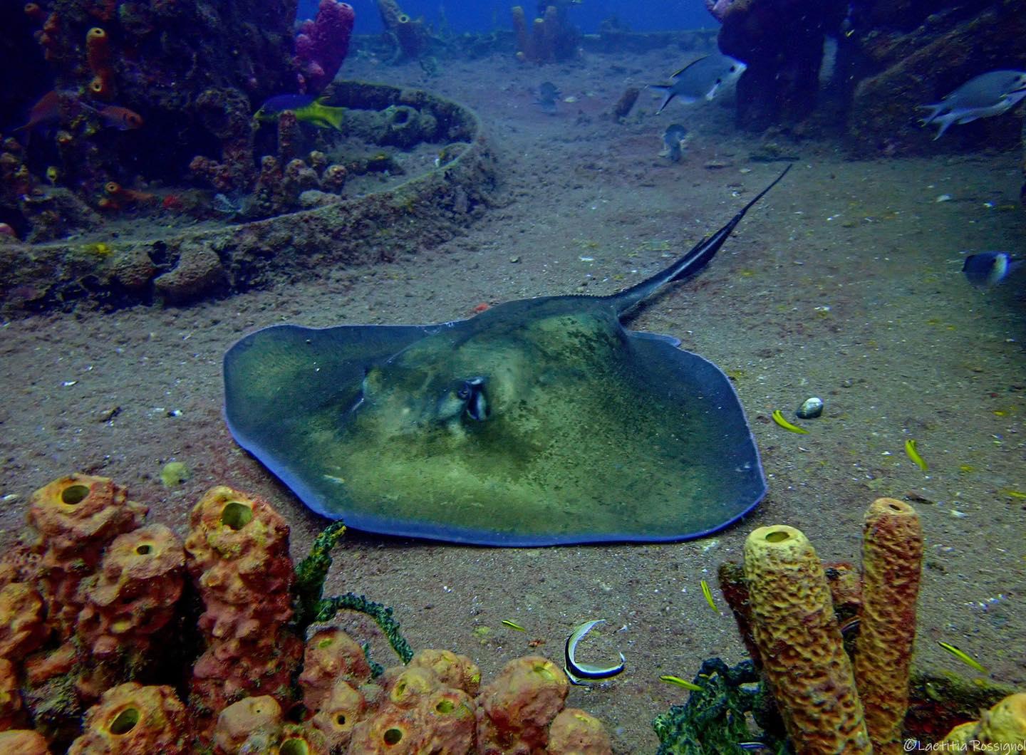 raie reserve cousteau guadeloupe