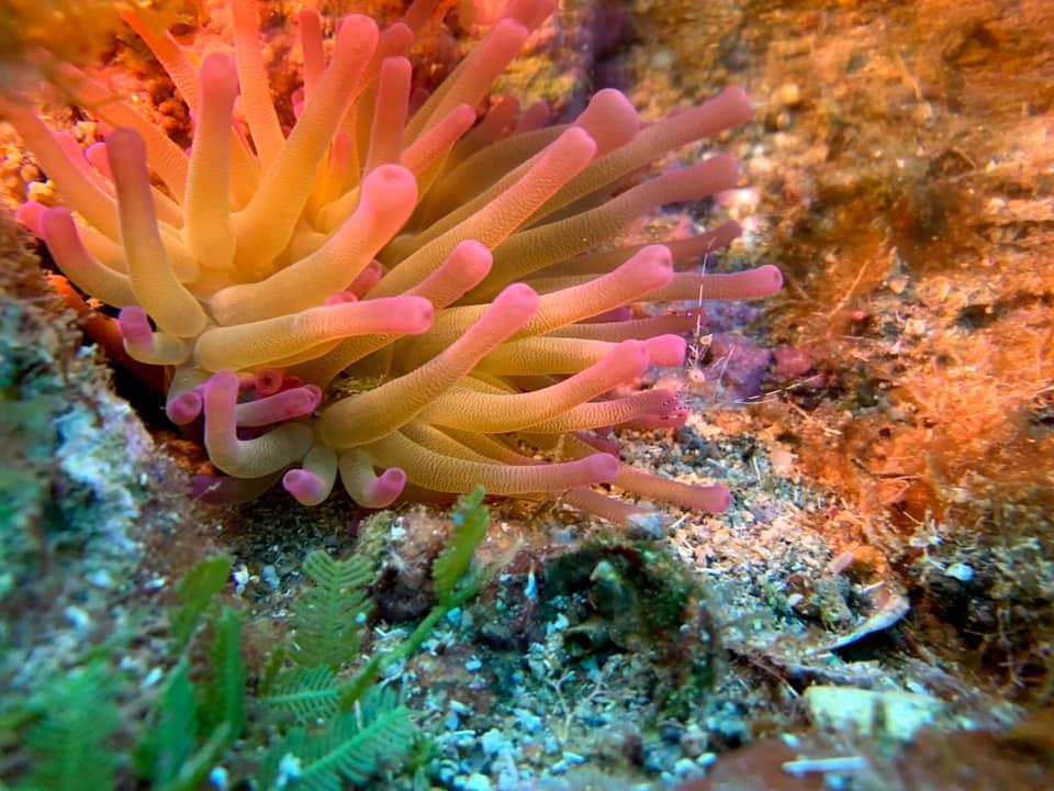 Anemone reserve cousteau guadeloupe