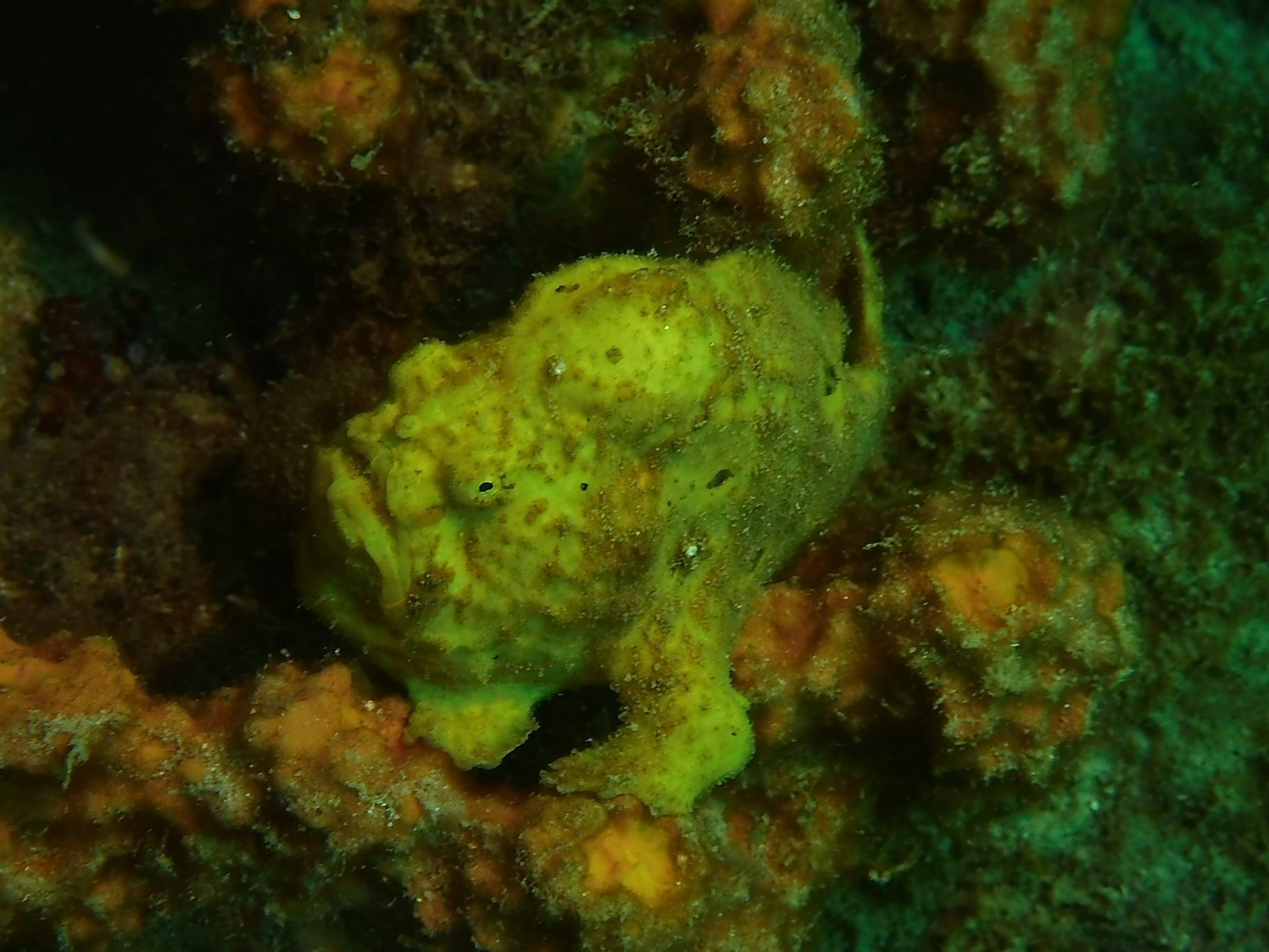 Frogfish reserve cousteau guadeloupe