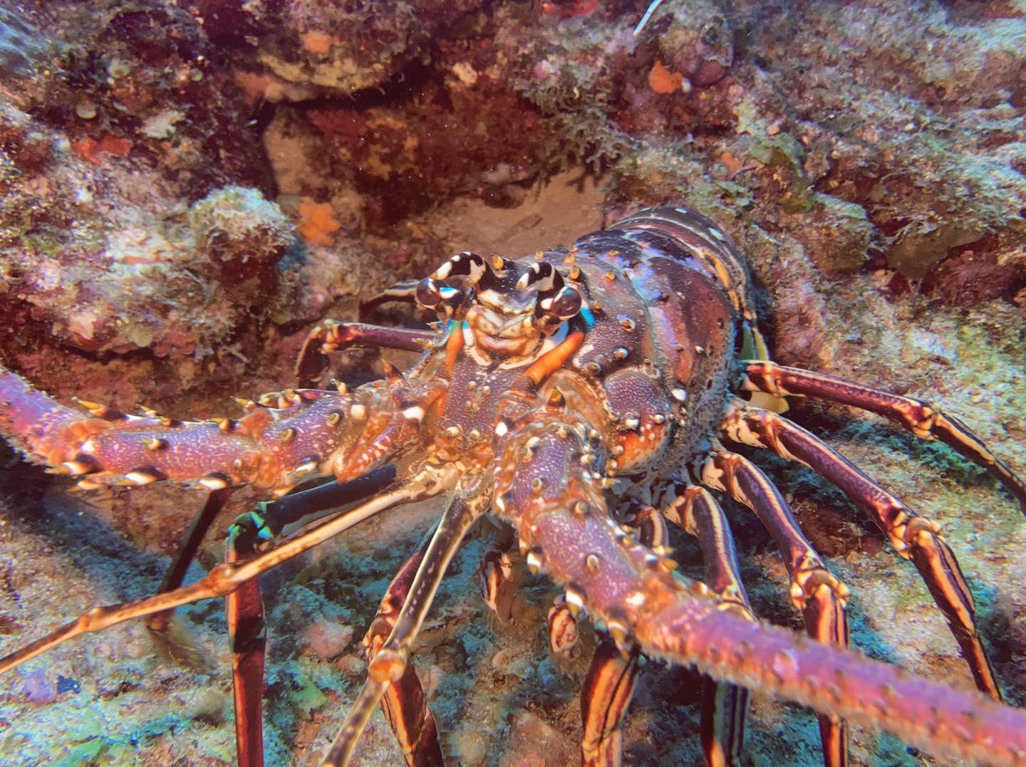 langouste reserve cousteau guadeloupe